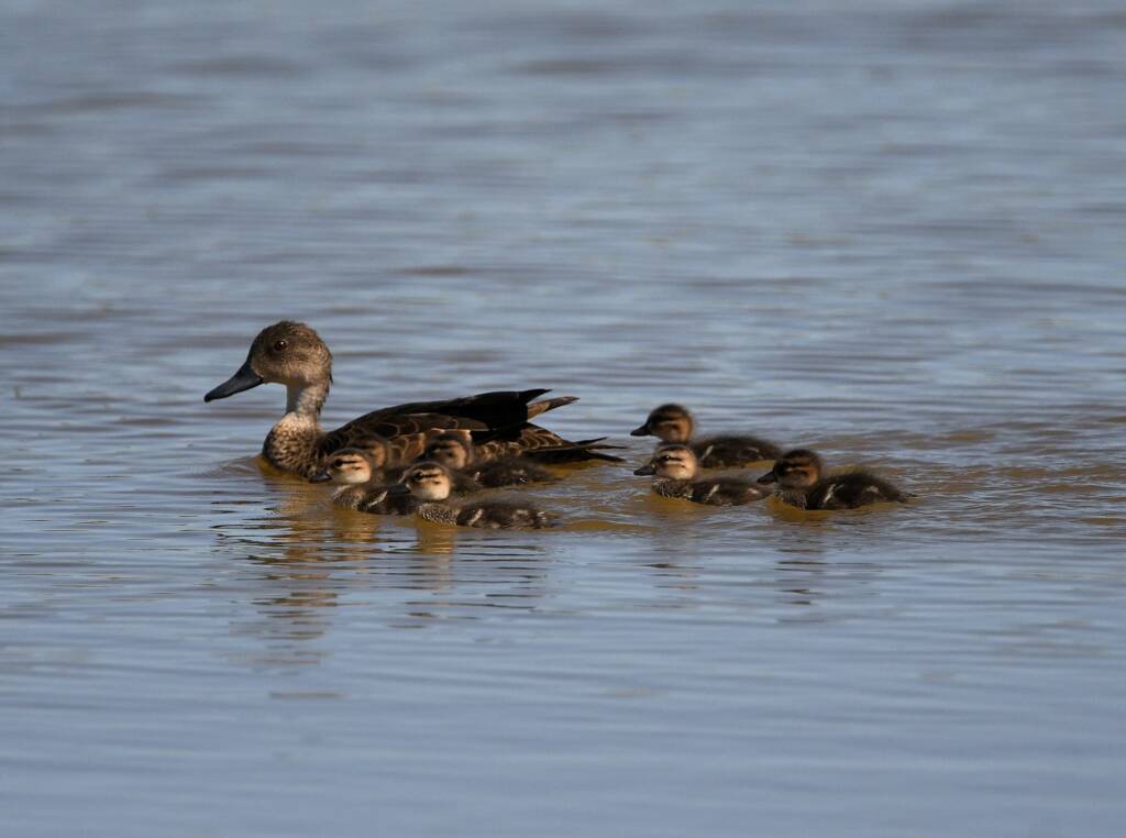 Grey Teal (Anas gracilis), Alice Springs Sewage Ponds, NT © Dorothy Latimer