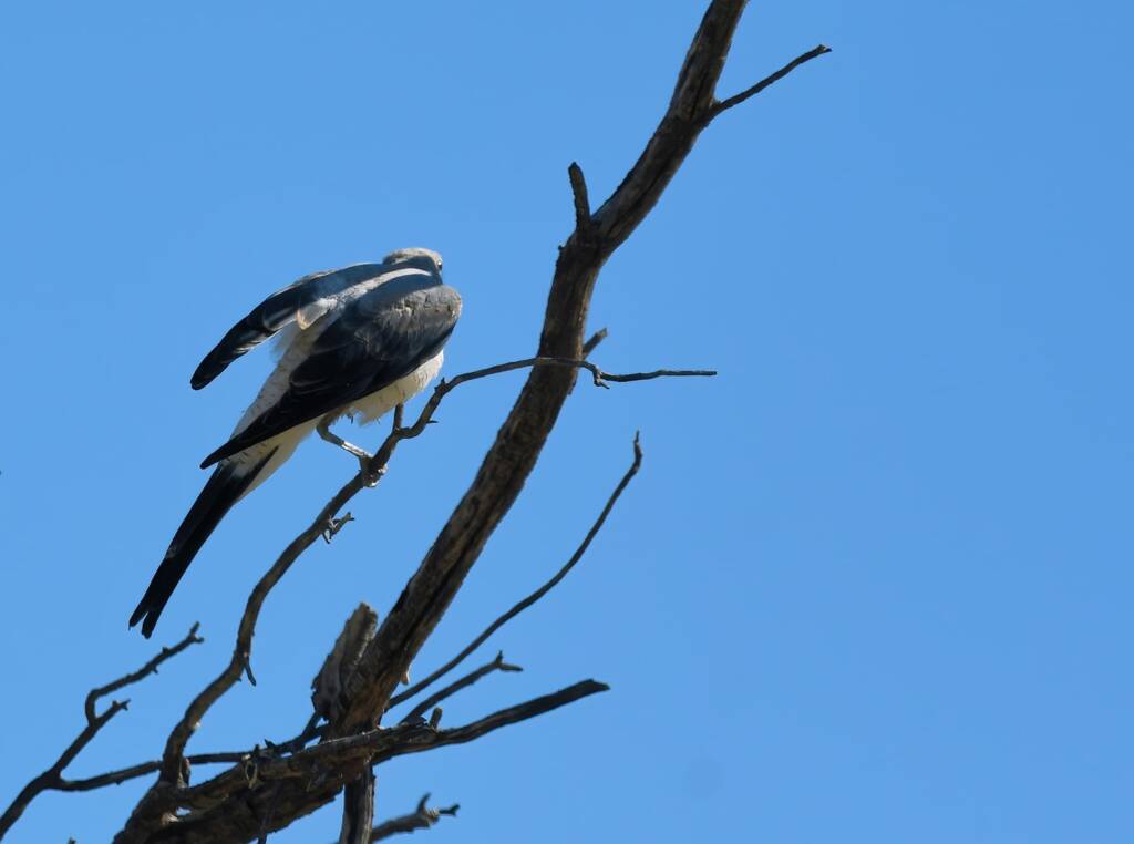 Ground Cuckooshrike (Coracina maxima), Santa Teresa Rd, Alice Springs NT © Dorothy Latimer