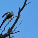 Ground Cuckooshrike (Coracina maxima), Santa Teresa Rd, Alice Springs NT © Dorothy Latimer