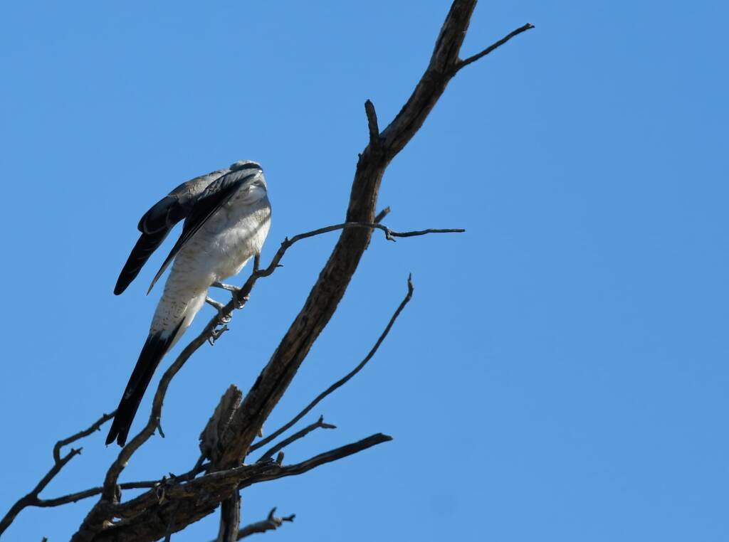 Ground Cuckooshrike (Coracina maxima), Santa Teresa Rd, Alice Springs NT © Dorothy Latimer
