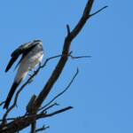 Ground Cuckooshrike (Coracina maxima), Santa Teresa Rd, Alice Springs NT © Dorothy Latimer
