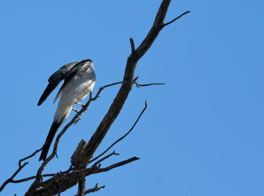 Ground Cuckooshrike (Coracina maxima), Santa Teresa Rd, Alice Springs NT © Dorothy Latimer