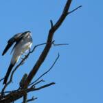 Ground Cuckooshrike (Coracina maxima), Santa Teresa Rd, Alice Springs NT © Dorothy Latimer