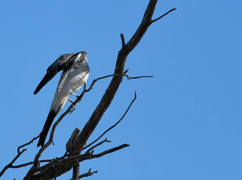 Ground Cuckooshrike (Coracina maxima), Santa Teresa Rd, Alice Springs NT © Dorothy Latimer