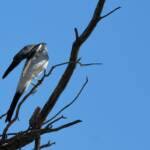 Ground Cuckooshrike (Coracina maxima), Santa Teresa Rd, Alice Springs NT © Dorothy Latimer