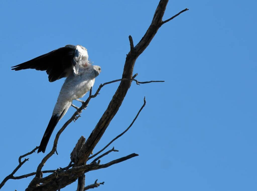 Ground Cuckooshrike (Coracina maxima), Santa Teresa Rd, Alice Springs NT © Dorothy Latimer