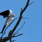 Ground Cuckooshrike (Coracina maxima), Santa Teresa Rd, Alice Springs NT © Dorothy Latimer