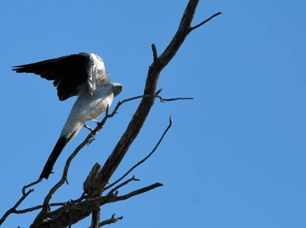 Ground Cuckooshrike (Coracina maxima), Santa Teresa Rd, Alice Springs NT © Dorothy Latimer