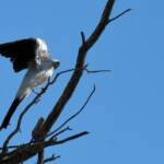 Ground Cuckooshrike (Coracina maxima), Santa Teresa Rd, Alice Springs NT © Dorothy Latimer