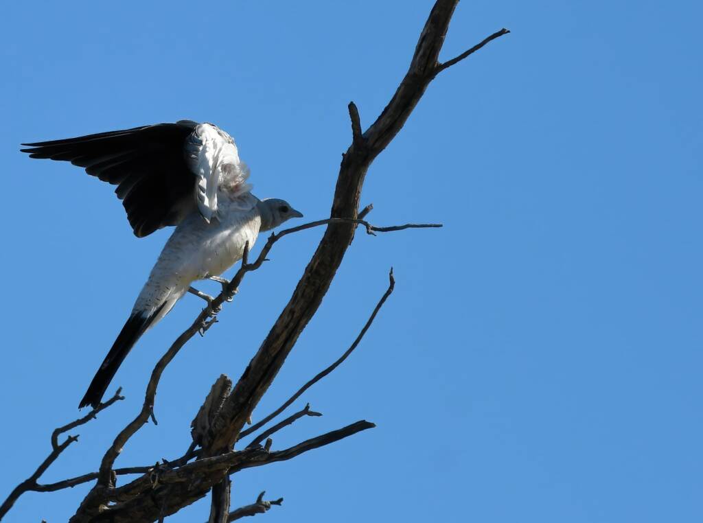 Ground Cuckooshrike (Coracina maxima), Santa Teresa Rd, Alice Springs NT © Dorothy Latimer