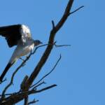 Ground Cuckooshrike (Coracina maxima), Santa Teresa Rd, Alice Springs NT © Dorothy Latimer