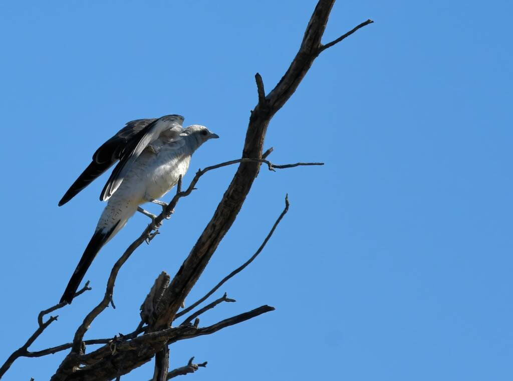 Ground Cuckooshrike (Coracina maxima), Santa Teresa Rd, Alice Springs NT © Dorothy Latimer