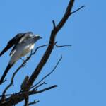Ground Cuckooshrike (Coracina maxima), Santa Teresa Rd, Alice Springs NT © Dorothy Latimer