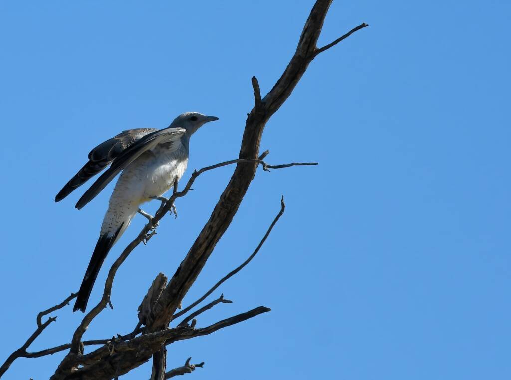 Ground Cuckooshrike (Coracina maxima), Santa Teresa Rd, Alice Springs NT © Dorothy Latimer