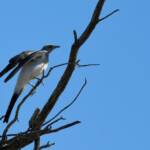 Ground Cuckooshrike (Coracina maxima), Santa Teresa Rd, Alice Springs NT © Dorothy Latimer