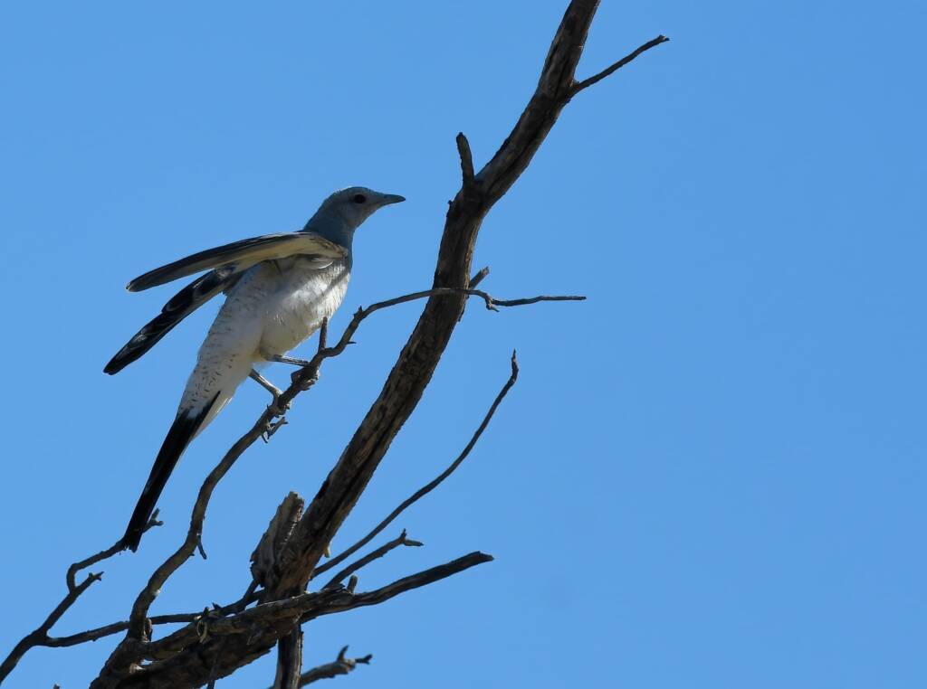 Ground Cuckooshrike (Coracina maxima), Santa Teresa Rd, Alice Springs NT © Dorothy Latimer