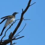 Ground Cuckooshrike (Coracina maxima), Santa Teresa Rd, Alice Springs NT © Dorothy Latimer