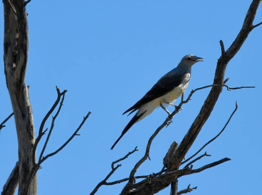 Ground Cuckooshrike (Coracina maxima), Santa Teresa Rd, Alice Springs NT © Dorothy Latimer