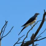 Ground Cuckooshrike (Coracina maxima), Santa Teresa Rd, Alice Springs NT © Dorothy Latimer