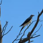 Ground Cuckooshrike (Coracina maxima), Santa Teresa Rd, Alice Springs NT © Dorothy Latimer