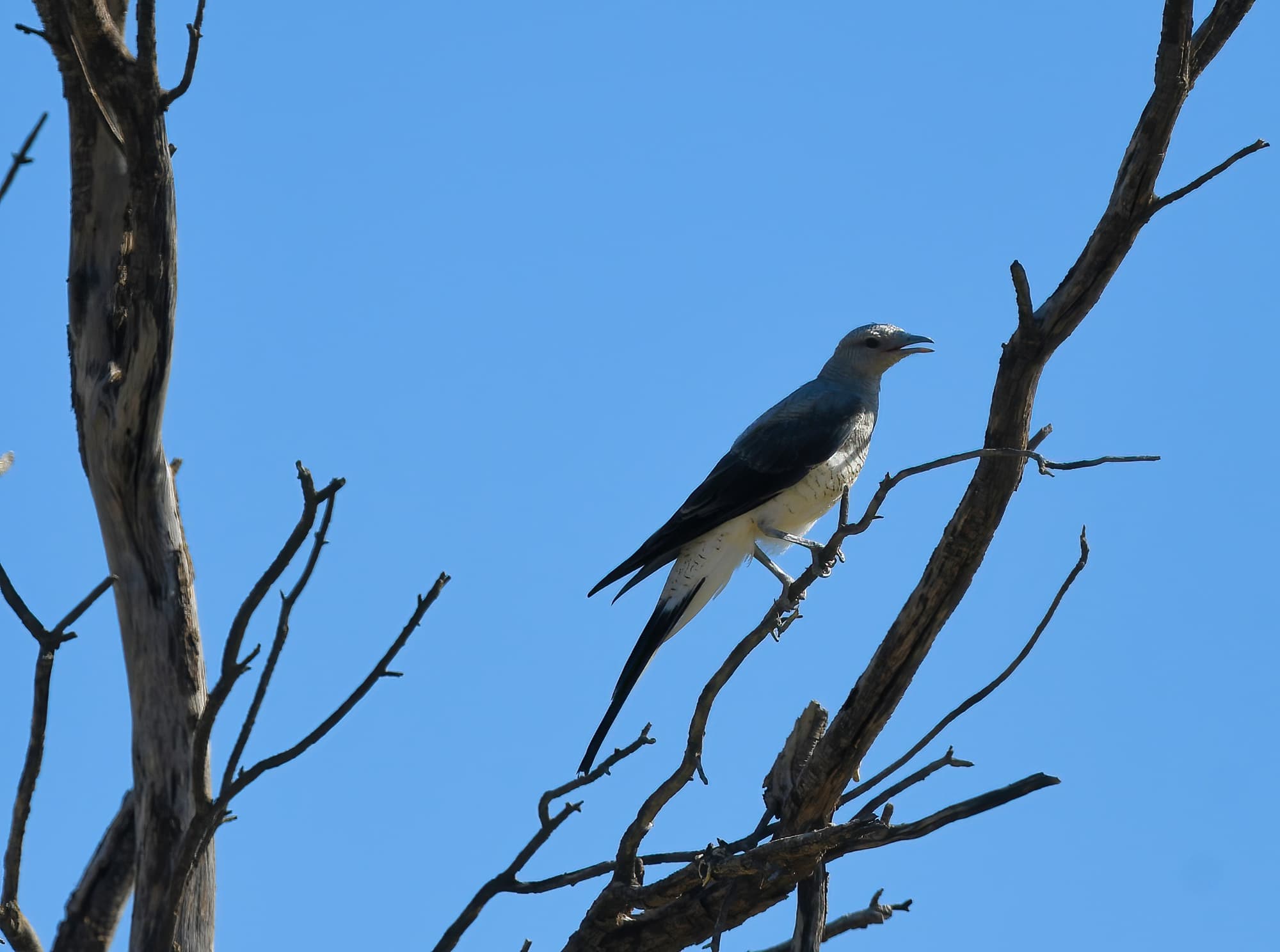 Ground Cuckooshrike (Coracina maxima), Santa Teresa Rd, Alice Springs NT © Dorothy Latimer