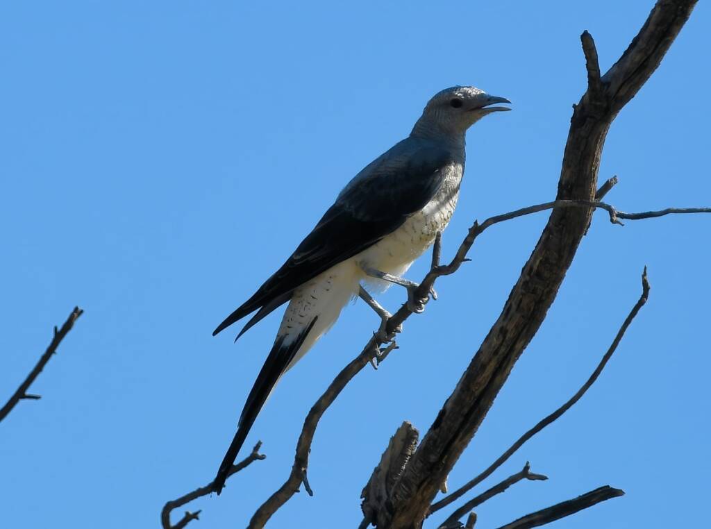 Ground Cuckooshrike (Coracina maxima), Santa Teresa Rd, Alice Springs NT © Dorothy Latimer