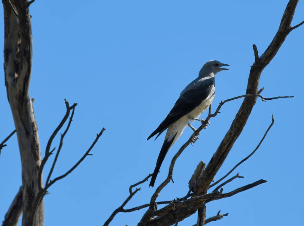 Ground Cuckooshrike (Coracina maxima), Santa Teresa Rd, Alice Springs NT © Dorothy Latimer