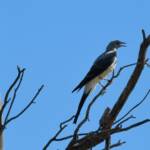 Ground Cuckooshrike (Coracina maxima), Santa Teresa Rd, Alice Springs NT © Dorothy Latimer