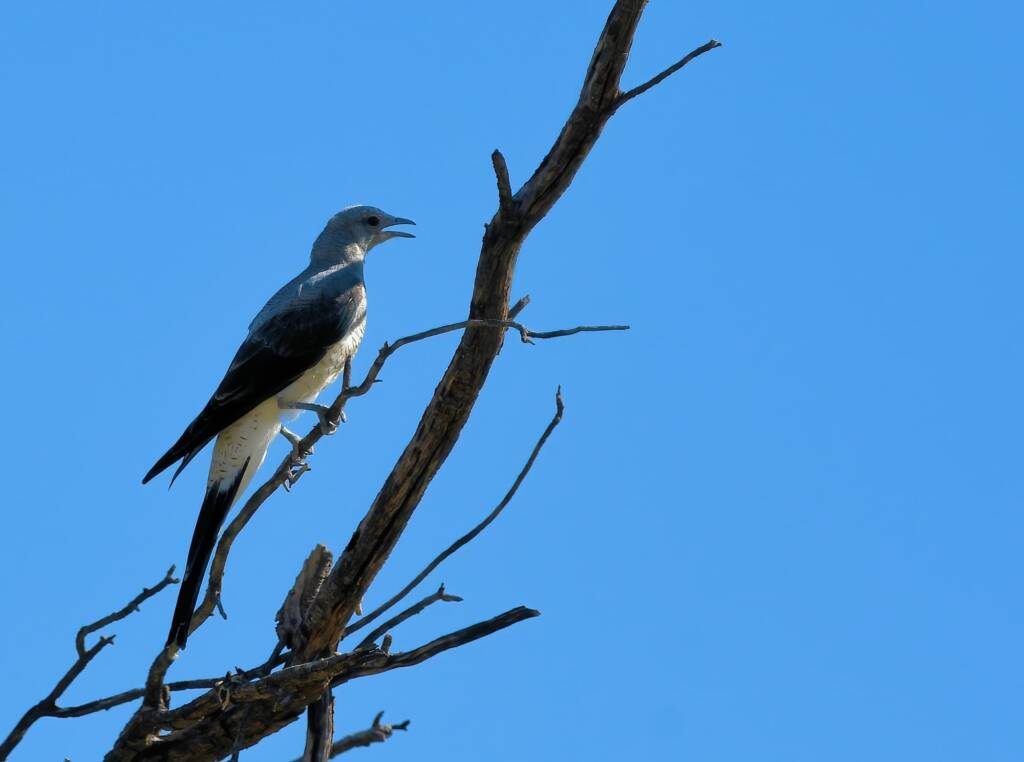 Ground Cuckooshrike (Coracina maxima), Santa Teresa Rd, Alice Springs NT © Dorothy Latimer