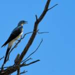 Ground Cuckooshrike (Coracina maxima), Santa Teresa Rd, Alice Springs NT © Dorothy Latimer