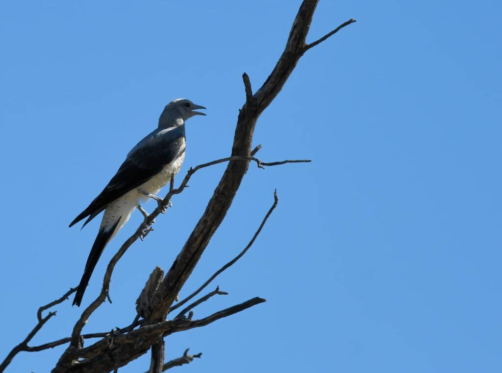 Ground Cuckooshrike (Coracina maxima), Santa Teresa Rd, Alice Springs NT © Dorothy Latimer