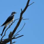 Ground Cuckooshrike (Coracina maxima), Santa Teresa Rd, Alice Springs NT © Dorothy Latimer