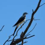 Ground Cuckooshrike (Coracina maxima), Santa Teresa Rd, Alice Springs NT © Dorothy Latimer