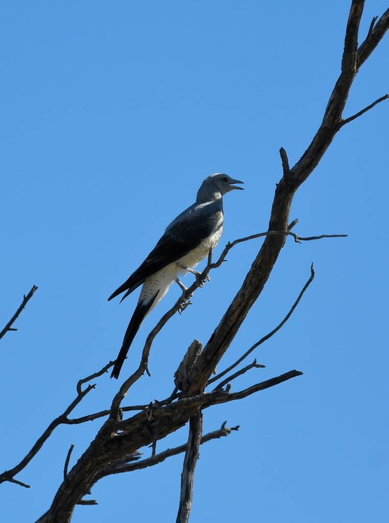 Ground Cuckooshrike (Coracina maxima), Santa Teresa Rd, Alice Springs NT © Dorothy Latimer