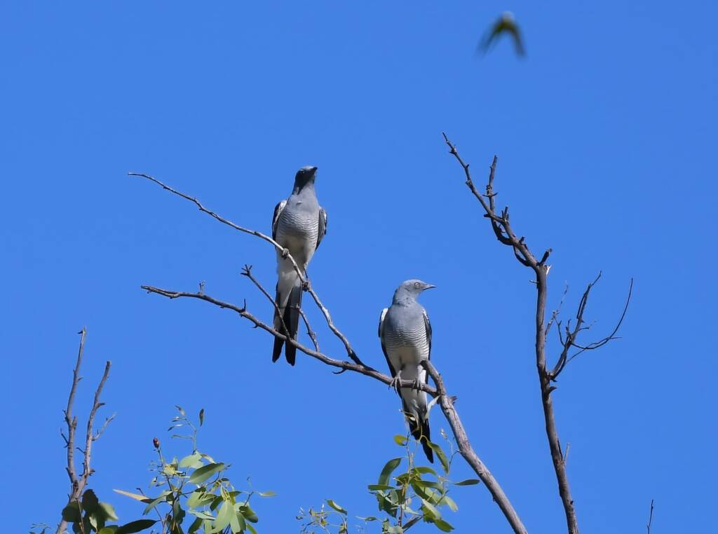 Ground Cuckooshrike (Coracina maxima), Santa Teresa Rd, Alice Springs NT © Dorothy Latimer