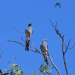 Ground Cuckooshrike (Coracina maxima), Santa Teresa Rd, Alice Springs NT © Dorothy Latimer