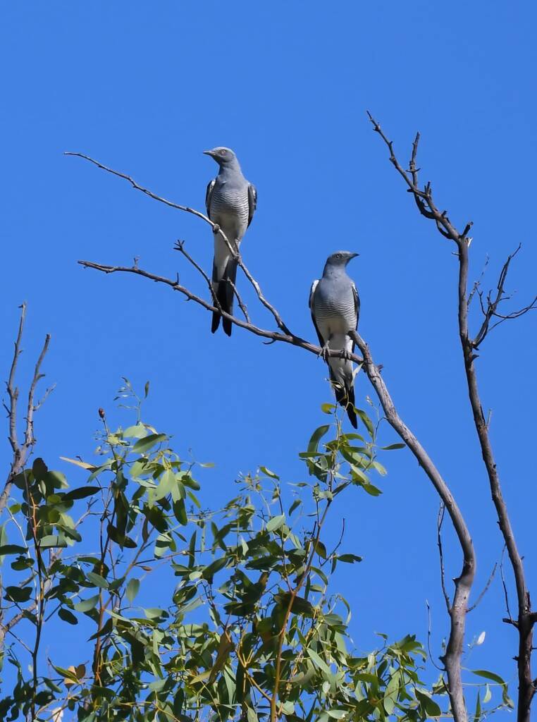 Ground Cuckooshrike (Coracina maxima), Santa Teresa Rd, Alice Springs NT © Dorothy Latimer