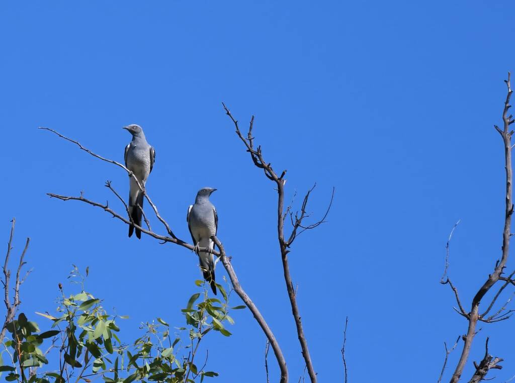 Ground Cuckooshrike (Coracina maxima), Santa Teresa Rd, Alice Springs NT © Dorothy Latimer