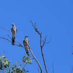 Ground Cuckooshrike (Coracina maxima), Santa Teresa Rd, Alice Springs NT © Dorothy Latimer
