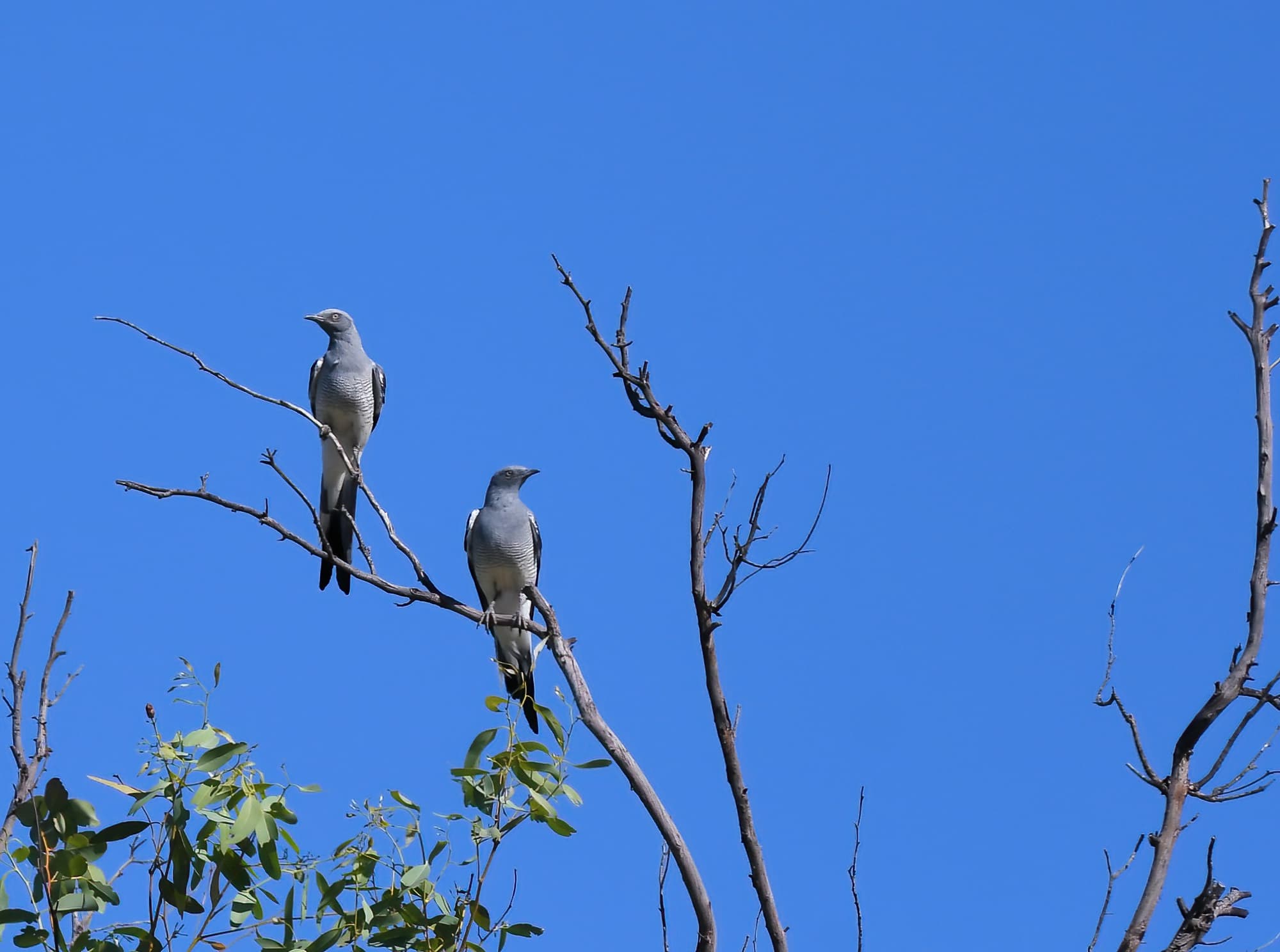 Ground Cuckooshrike (Coracina maxima), Santa Teresa Rd, Alice Springs NT © Dorothy Latimer