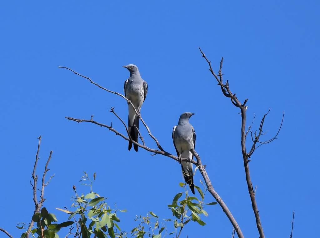 Ground Cuckooshrike (Coracina maxima), Santa Teresa Rd, Alice Springs NT © Dorothy Latimer