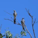 Ground Cuckooshrike (Coracina maxima), Santa Teresa Rd, Alice Springs NT © Dorothy Latimer