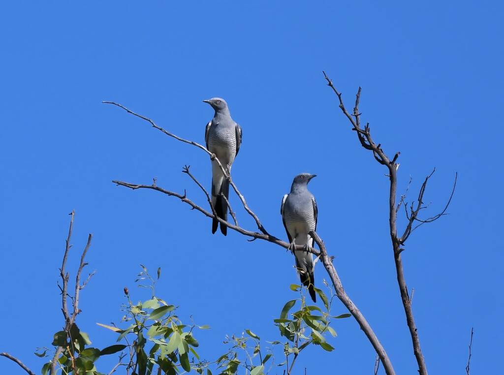 Ground Cuckooshrike (Coracina maxima), Santa Teresa Rd, Alice Springs NT © Dorothy Latimer