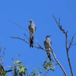Ground Cuckooshrike (Coracina maxima), Santa Teresa Rd, Alice Springs NT © Dorothy Latimer