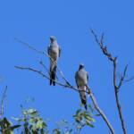Ground Cuckooshrike (Coracina maxima), Santa Teresa Rd, Alice Springs NT © Dorothy Latimer