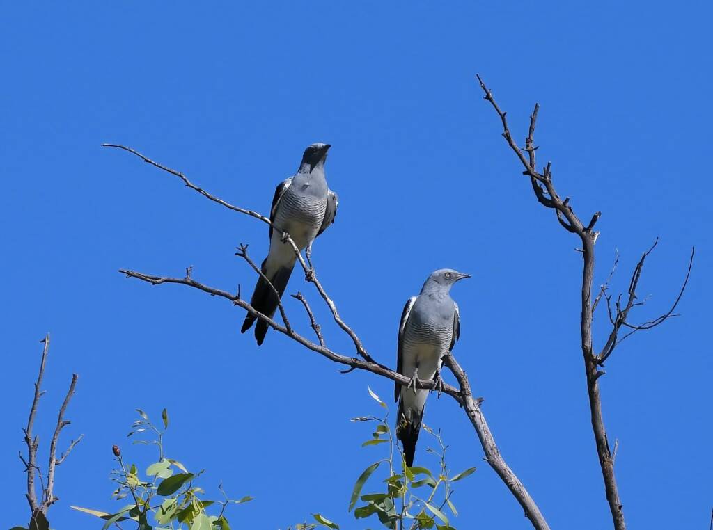 Ground Cuckooshrike (Coracina maxima), Santa Teresa Rd, Alice Springs NT © Dorothy Latimer