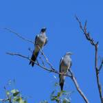 Ground Cuckooshrike (Coracina maxima), Santa Teresa Rd, Alice Springs NT © Dorothy Latimer