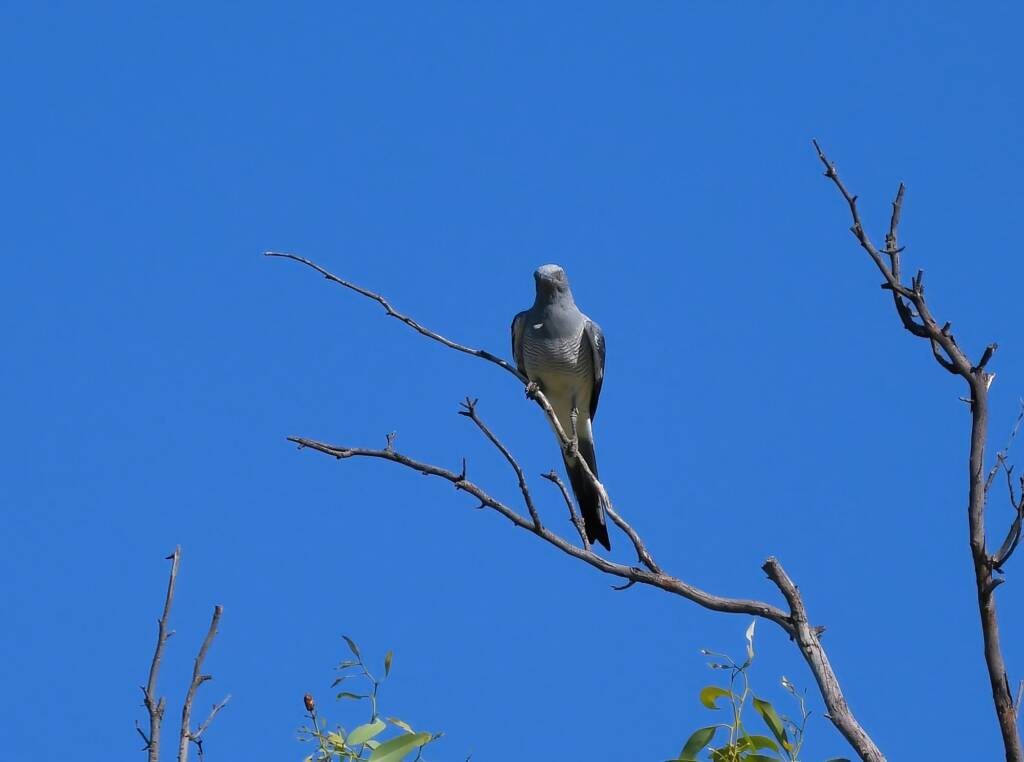Ground Cuckooshrike (Coracina maxima), Santa Teresa Rd, Alice Springs NT © Dorothy Latimer