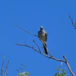 Ground Cuckooshrike (Coracina maxima), Santa Teresa Rd, Alice Springs NT © Dorothy Latimer