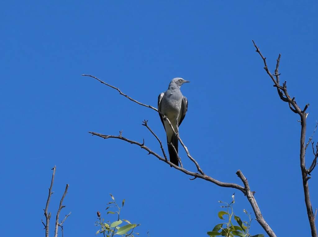 Ground Cuckooshrike (Coracina maxima), Santa Teresa Rd, Alice Springs NT © Dorothy Latimer